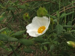 Cistus salviifolius