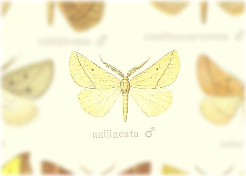 Aspilatopsis unilineata