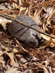 Kinosternon subrubrum subrubrum