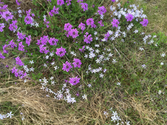 Glandularia canadensis