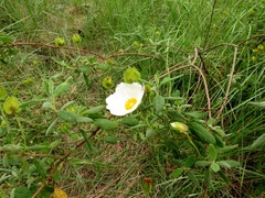 Cistus salviifolius
