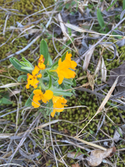 Lithospermum canescens