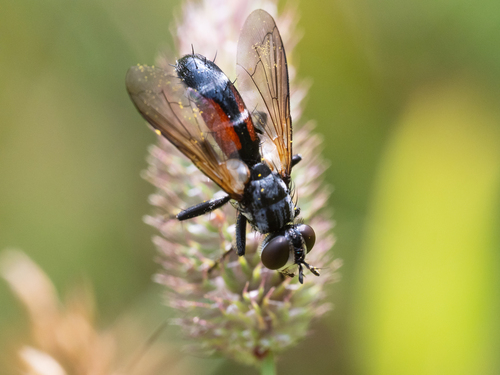 Cylindromyia auriceps nuotrauka