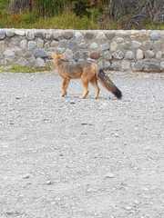 Lycalopex culpaeus magellanicus