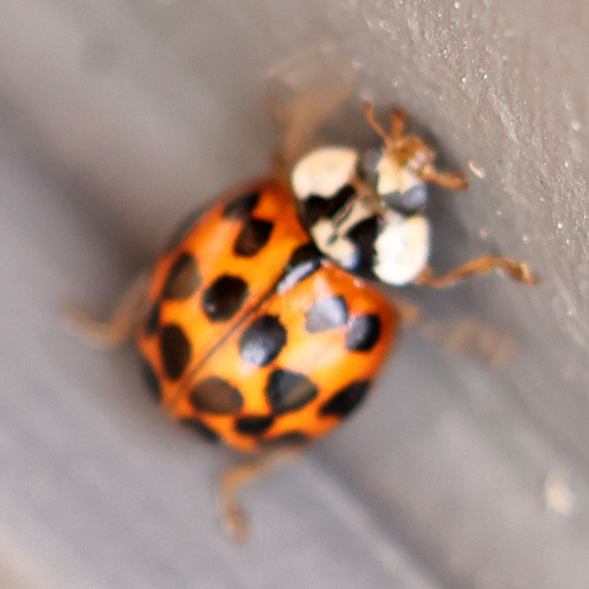 Asian Lady Beetle from Shepard Settlement, Onondaga County, NY, USA on ...