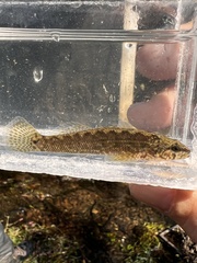 Blackfin Darter photo 4