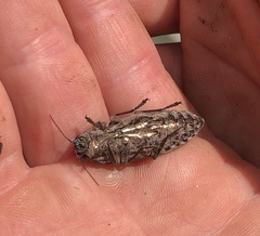 Chalcophora virginiensis