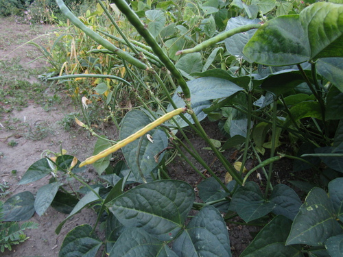 Yardlong Bean