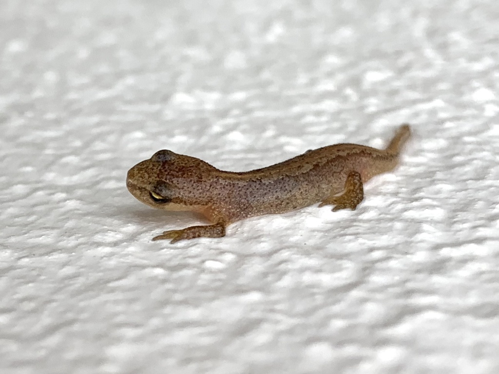 Palmate Newt