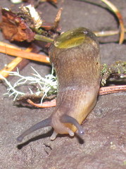 Hemphillia dromedarius