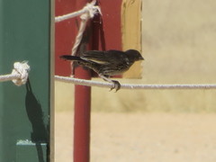 Bubalornis albirostris