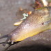 Jumping-Slugs - Photo (c) Jonathan Hakim, some rights reserved (CC BY-NC), uploaded by Jonathan Hakim