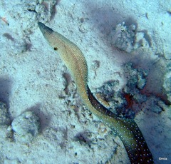 Gymnothorax nudivomer