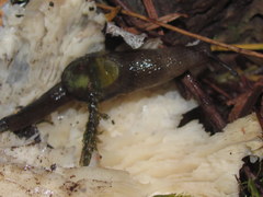 Hemphillia dromedarius