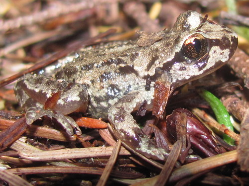 Coastal Tailed Frog