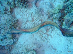 Gymnothorax nudivomer