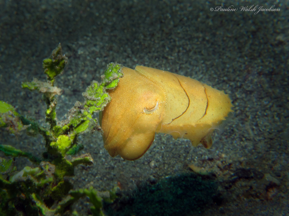 Golden-yellow broadclub cuttlefish near seaweed