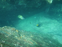 Johnrandallia nigrirostris