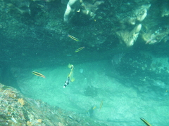 Johnrandallia nigrirostris