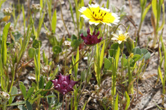 Trifolium depauperatum