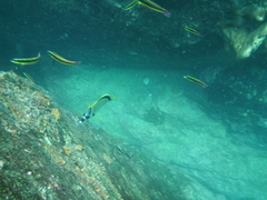 Johnrandallia nigrirostris