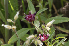 Trifolium depauperatum