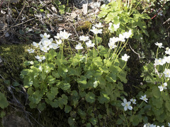 Kumlienia hystricula
