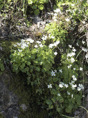 Kumlienia hystricula