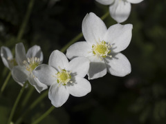 Kumlienia hystricula