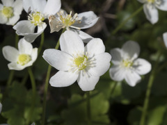 Kumlienia hystricula