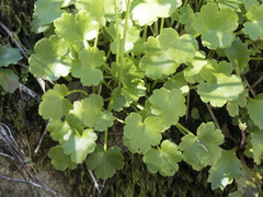 Kumlienia hystricula