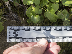 Kumlienia hystricula