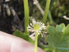 Kumlienia hystricula