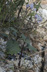 Cardamine pachystigma
