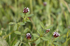 Trifolium variegatum