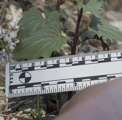 Cardamine pachystigma