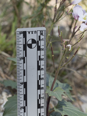 Cardamine pachystigma