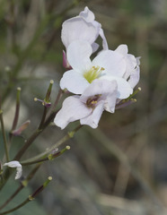 Cardamine pachystigma