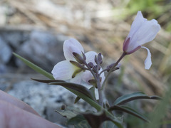 Cardamine pachystigma