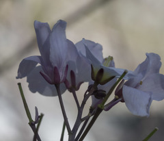 Cardamine pachystigma