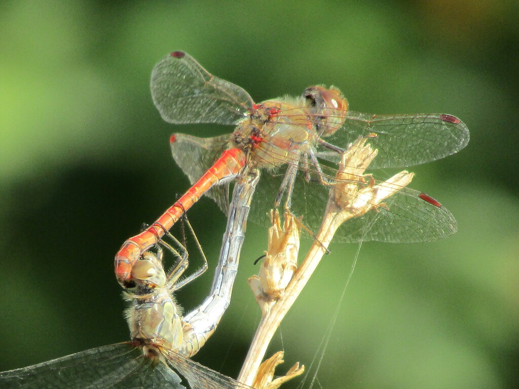 Common darter (Sympetrum striolatum)