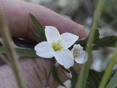 Cardamine pachystigma