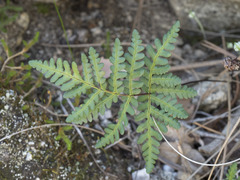 Pentagramma triangularis semipallida