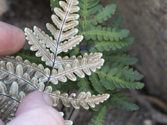 Pentagramma triangularis semipallida