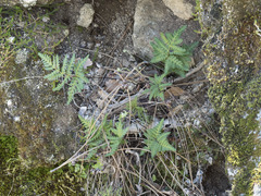 Pentagramma triangularis semipallida
