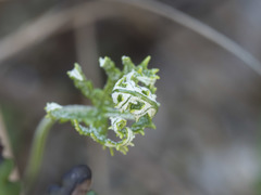 Pentagramma triangularis semipallida