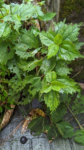 Boehmeria japonica (Boehmeria japonica)