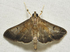 Rhectocraspeda periusalis