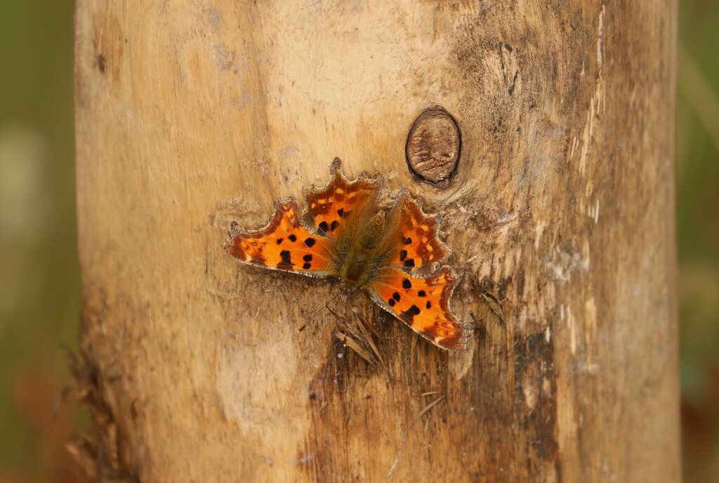Comma Uk Insect European Comma from Kenfig National Nature Reserve Bridgend County ...