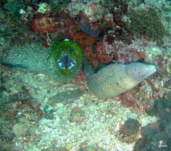 Gymnothorax griseus